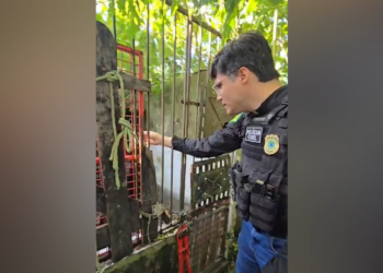 Polícia fecha canil clandestino e resgata 22 cães em Estância
