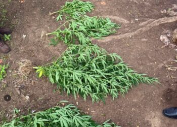 Polícia apreende pés de maconha durante diligência em Carira