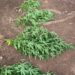 Polícia apreende pés de maconha durante diligência em Carira