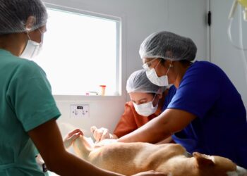 Prefeitura de São Cristóvão realiza castração gratuita de cães em ação pelo Dia Mundial dos Cachorros
