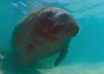 Justiça Federal determina medidas para proteger peixe-boi Astro de colisões e assédio