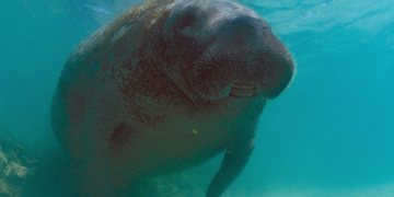 Justiça Federal determina medidas para proteger peixe-boi Astro de colisões e assédio