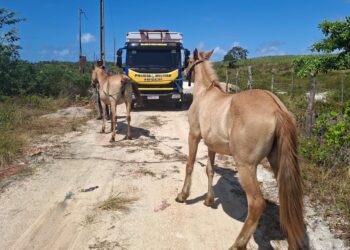 BPRv recolhe 13 animais soltos em rodovias estaduais de Sergipe