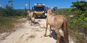BPRv recolhe 13 animais soltos em rodovias estaduais de Sergipe