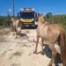 BPRv recolhe 13 animais soltos em rodovias estaduais de Sergipe