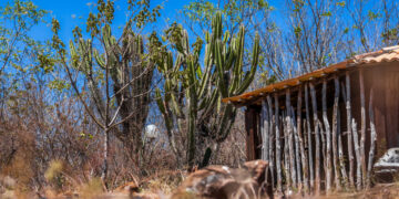 Governo de Sergipe divulga boletim sobre El Niño e atualiza situação de seca no estado