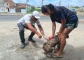 Nossa Senhora do Socorro inicia campanha de vacinação antirrábica para cães e gatos