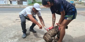 Nossa Senhora do Socorro inicia campanha de vacinação antirrábica para cães e gatos