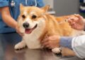 Sergipe promove semana de conscientização sobre proteção e controle de natalidade de animais