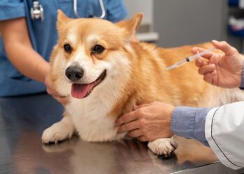 Sergipe promove semana de conscientização sobre proteção e controle de natalidade de animais