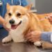 Sergipe promove semana de conscientização sobre proteção e controle de natalidade de animais